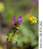 Flora of Gran Canaria - Lamium amplexicaule. Стоковое фото, фотограф Tamara Kulikova / Фотобанк Лори