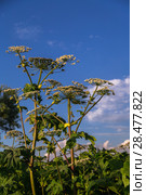 Борщевик Сосновского (лат. Heracleum sosnowskyi) Стоковое фото, фотограф Ольга Сейфутдинова / Фотобанк Лори