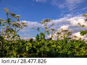 Борщевик Сосновского (лат. Heracleum sosnowskyi) Стоковое фото, фотограф Ольга Сейфутдинова / Фотобанк Лори
