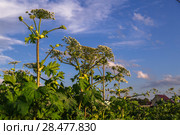 Борщевик Сосновского (лат. Heracleum sosnowskyi) Стоковое фото, фотограф Ольга Сейфутдинова / Фотобанк Лори