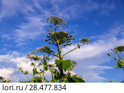 Борщевик Сосновского (лат. Heracleum sosnowskyi) Стоковое фото, фотограф Ольга Сейфутдинова / Фотобанк Лори