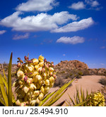 Yucca brevifolia flowers in Joshua Tree National Park California USA (2013 год). Стоковое фото, фотограф Tono Balaguer / Ingram Publishing / Фотобанк Лори