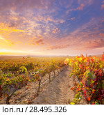 Sunrise in vineyard at Utiel Requena tempranillo bobal grape vineyards spain. Стоковое фото, фотограф Tono Balaguer / Ingram Publishing / Фотобанк Лори