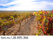 Sunrise in vineyard at Utiel Requena tempranillo bobal grape vineyards spain. Стоковое фото, фотограф Tono Balaguer / Ingram Publishing / Фотобанк Лори