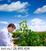Winemaker oenologist checking Tempranillo wine grapes ready for harvest in Mediterranean. Стоковое фото, фотограф Tono Balaguer / Ingram Publishing / Фотобанк Лори