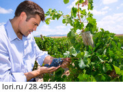 Winemaker oenologist checking Tempranillo wine grapes ready for harvest in Mediterranean. Стоковое фото, фотограф Tono Balaguer / Ingram Publishing / Фотобанк Лори