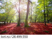 Autumn Selva de Irati fall beech jungle in Navarra Pyrenees of Spain. Стоковое фото, фотограф Tono Balaguer / Ingram Publishing / Фотобанк Лори