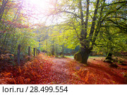 Autumn Selva de Irati fall beech jungle in Navarra Pyrenees of Spain. Стоковое фото, фотограф Tono Balaguer / Ingram Publishing / Фотобанк Лори