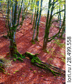 Autumn Selva de Irati fall beech jungle in Navarra Pyrenees of Spain. Стоковое фото, фотограф Tono Balaguer / Ingram Publishing / Фотобанк Лори