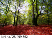 Autumn Selva de Irati fall beech jungle in Navarra Pyrenees of Spain. Стоковое фото, фотограф Tono Balaguer / Ingram Publishing / Фотобанк Лори