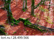Autumn Selva de Irati fall beech jungle in Navarra Pyrenees of Spain. Стоковое фото, фотограф Tono Balaguer / Ingram Publishing / Фотобанк Лори