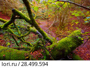 Autumn Selva de Irati fall beech jungle in Navarra Pyrenees of Spain. Стоковое фото, фотограф Tono Balaguer / Ingram Publishing / Фотобанк Лори