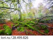 Autumn Selva de Irati fall beech jungle in Navarra Pyrenees of Spain. Стоковое фото, фотограф Tono Balaguer / Ingram Publishing / Фотобанк Лори