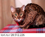 Бенгальская кошка. Стоковое фото, фотограф Яна Королёва / Фотобанк Лори