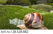 Улитка Achatina fulica движется по мху. Snail Achatina fulica moves on the moss. Стоковое видео, видеограф Евгений Романов / Фотобанк Лори