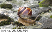 Улитка Achatina fulica движется по мху. Snail Achatina fulica moves on the moss. Стоковое видео, видеограф Евгений Романов / Фотобанк Лори