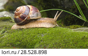 Улитка Achatina fulica движется по мху. Snail Achatina fulica moves on the moss. Стоковое видео, видеограф Евгений Романов / Фотобанк Лори