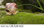 Улитка Achatina fulica движется по мху. Snail Achatina fulica moves on the moss. Стоковое видео, видеограф Евгений Романов / Фотобанк Лори