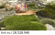 Улитка Achatina fulica движется по мху. Snail Achatina fulica moves on the moss. Стоковое видео, видеограф Евгений Романов / Фотобанк Лори