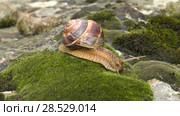 Улитка Achatina fulica движется по мху. Snail Achatina fulica moves on the moss. Стоковое видео, видеограф Евгений Романов / Фотобанк Лори
