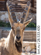 Close-up of Nubian Ibex (Capra nubiana) in desert, Makhtesh Ramon, Negev Desert, Israel. Стоковое фото, фотограф Keith Levit / Ingram Publishing / Фотобанк Лори