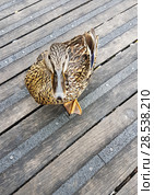 Hungry Duck. Стоковое фото, агентство Ingram Publishing / Фотобанк Лори