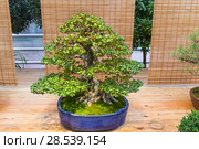 Бонсай - рододендрон индийский (Rhododendron indicum). Возраст - около 50 лет. Выставка японских бонсай в Аптекарском огороде, Москва (2017 год). Редакционное фото, фотограф Сергей Рыбин / Фотобанк Лори