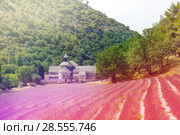 Blooming lavender field in Senanque monastery (2017 год). Стоковое фото, фотограф Сергей Новиков / Фотобанк Лори