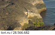 Водяной уж на побережье Каспийского моря. Dice snake on the coast of the Caspian sea. Стоковое видео, видеограф Евгений Романов / Фотобанк Лори
