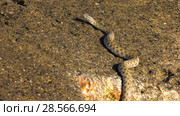 Водяной уж на побережье Каспийского моря. Dice snake on the coast of the Caspian sea. Стоковое фото, фотограф Евгений Романов / Фотобанк Лори