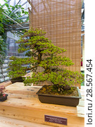 Бонсай - сосна мелкоцветковая, или белая японская сосна (Pinus parviflora). Возраст - около 100 лет. Выставка японских бонсай в Аптекарском Огороде, Москва, ноябрь 2017. Редакционное фото, фотограф Сергей Рыбин / Фотобанк Лори