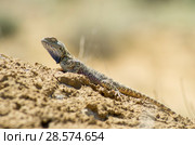 Степная агама в естественной среде обитания. Steppe Agama in habitat. Стоковое фото, фотограф Евгений Романов / Фотобанк Лори