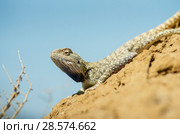 Степная агама в естественной среде обитания. Steppe Agama in habitat. Стоковое фото, фотограф Евгений Романов / Фотобанк Лори