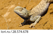 Степная агама в естественной среде обитания. Steppe Agama in habitat. Стоковое фото, фотограф Евгений Романов / Фотобанк Лори