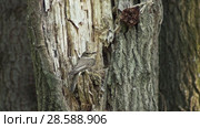 Конёк лесной (Anthus trivialis) - самка на гнезде. Tree pipit (Anthus trivialis) - female at the nest. Стоковое видео, видеограф Евгений Романов / Фотобанк Лори