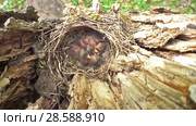Конёк лесной (Anthus trivialis) - самка на гнезде. Tree pipit (Anthus trivialis) - female at the nest. Стоковое видео, видеограф Евгений Романов / Фотобанк Лори