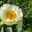 Пион межвидовой гибрид Лемон Шиффон. Herbaceous Peonies 'Lemon Chiffon' in flower. Стоковое фото, фотограф Ольга Сейфутдинова / Фотобанк Лори
