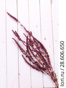 Celosia argentea. Амарант. Стоковое фото, фотограф Марина Володько / Фотобанк Лори