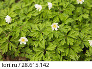 Ветреница дубравная (Anemone nemorosa) Стоковое фото, фотограф Ольга Сейфутдинова / Фотобанк Лори