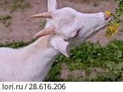 Белая коза жует цветы. Стоковое фото, фотограф Илюхина Наталья / Фотобанк Лори