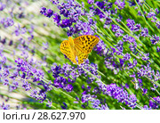Бабочка Перламутровка Пандора (лат. Argynnis pandora) на цветке лаванды. Стоковое фото, фотограф Natalia Sidorova / Фотобанк Лори