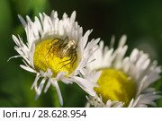 Паук-рысь Oxyopes lineatus на цветках Мелколепестника или Тонколучника однолетнего (лат. Erigeron или Phalacroloma annuus)  семейства Сложноцветные (Compositae). Солнечный день. Стоковое фото, фотограф Наталья Гармашева / Фотобанк Лори