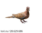 Малая горлица (Spilopelia senegalensis) на белом фоне изолировано. Стоковое фото, фотограф Наталья Волкова / Фотобанк Лори