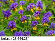 Марьянник дубравный или Иван-да-марья (Melampyrum nemorosum) Стоковое фото, фотограф Ирина Яровая / Фотобанк Лори