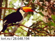 Toco toucan. Стоковое фото, фотограф Яков Филимонов / Фотобанк Лори