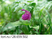 Rare species of wild orchids grandiflora Lady's Slipper (Cypripedium macranthos) on a green background, in the forest. Стоковое фото, фотограф Светлана Попова / Фотобанк Лори