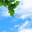 Natural floral background. Branch with green oak leaves against a background of bright blue with clouds of sky. Стоковое фото, фотограф Светлана Евграфова / Фотобанк Лори
