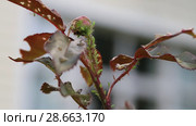 Тля на розе. Aphids on rose branch. Стоковое видео, видеограф Ольга Сейфутдинова / Фотобанк Лори