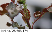 Тля на розе. Aphids on rose branch. Стоковое видео, видеограф Ольга Сейфутдинова / Фотобанк Лори