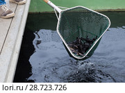 Sturgeon in landing net on fish farm. Стоковое фото, фотограф Яков Филимонов / Фотобанк Лори